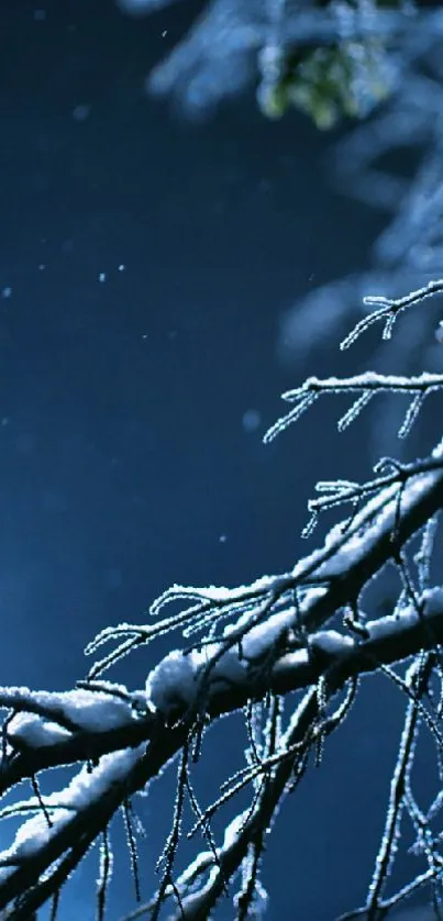 Snow-covered branches under a starry winter sky.