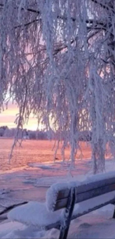 Snowy bench by a frosty tree, under a pink sky.