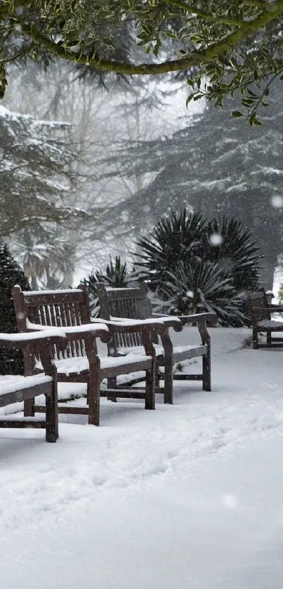 Wooden benches line a snowy park path in winter.