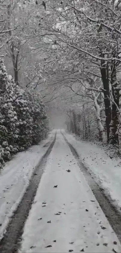 Serene snowy forest pathway mobile wallpaper.