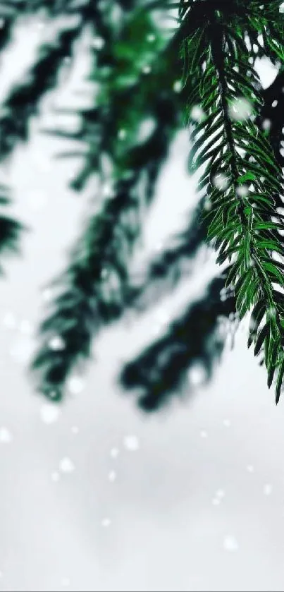 Winter pine branch with snow falling gently.