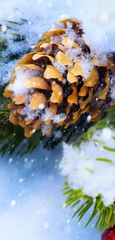 Snow-covered pine cone on green branches.