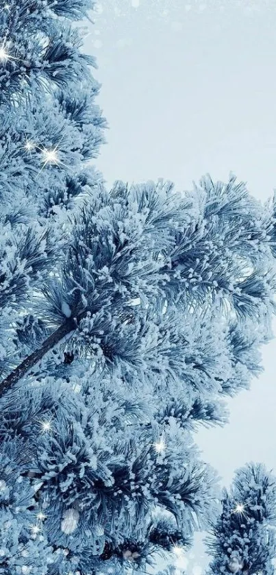 Frosty pine tree branches on winter mobile wallpaper.