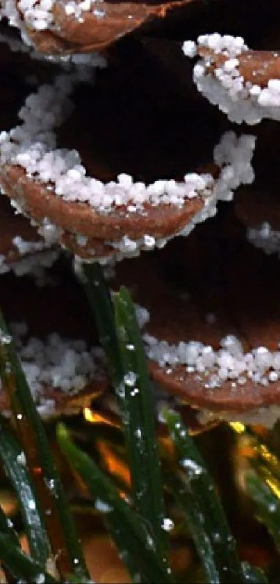 Close-up of a snow-dusted pinecone with green needles.