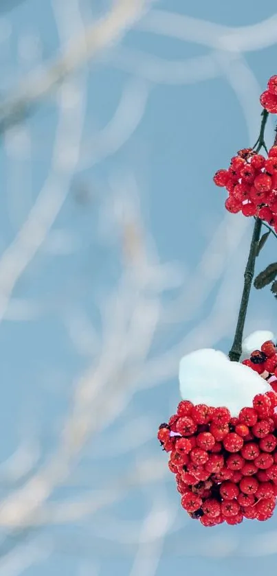 Red berries covered in snow on a winter branch with blue sky background.