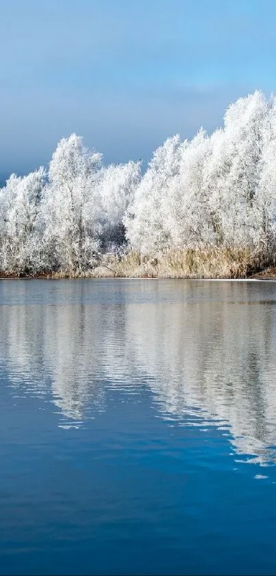 Snowy trees and lake reflection under blue sky