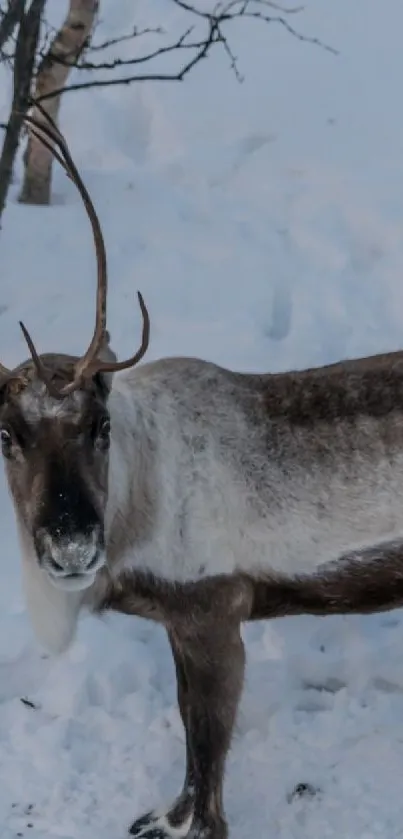 Majestic reindeer standing in a snowy woodland scene.
