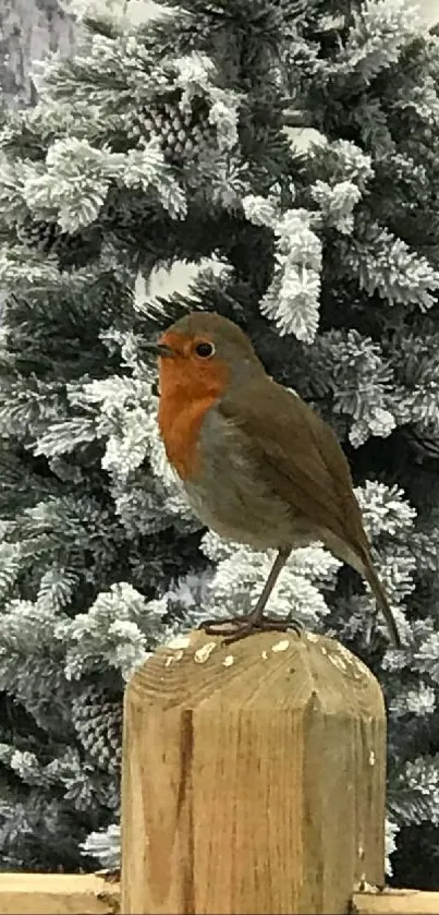 Robin perched on post in snowy forest scene.