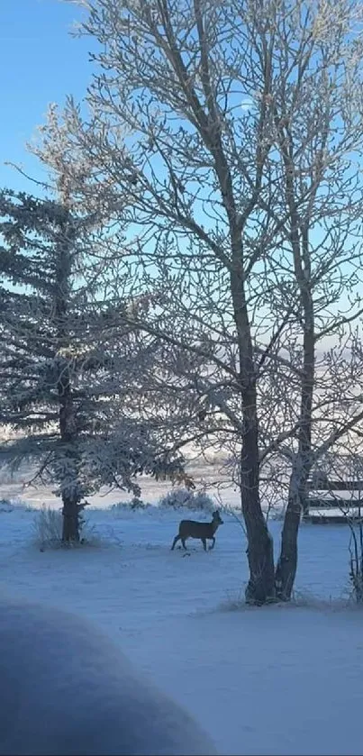 Serene winter landscape with snowy trees and clear blue sky.