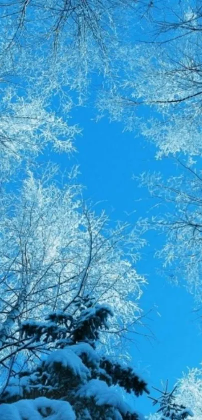 Snow-covered branches under a blue winter sky.