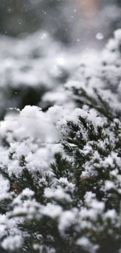 Snow-covered branches with a serene winter backdrop.