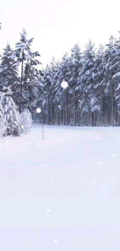 Snowy forest scene with falling snowflakes and tall trees.