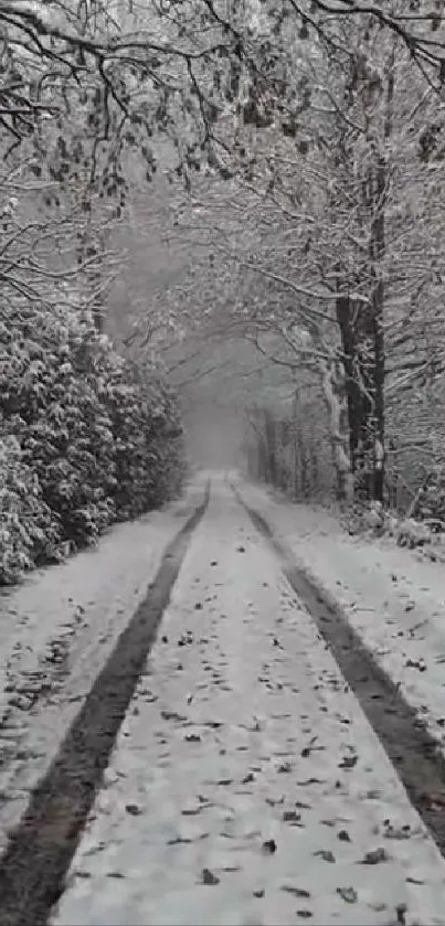 Snow-covered road with winter trees in a serene landscape.