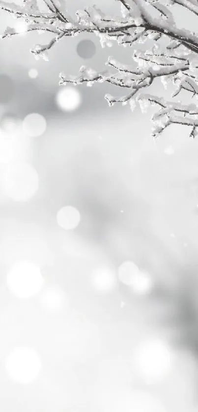 Snow-covered branches with bokeh effect for a serene winter wallpaper.