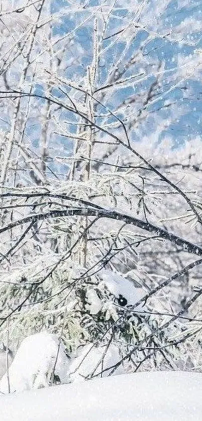 Snowy forest with trees in winter landscape wallpaper.