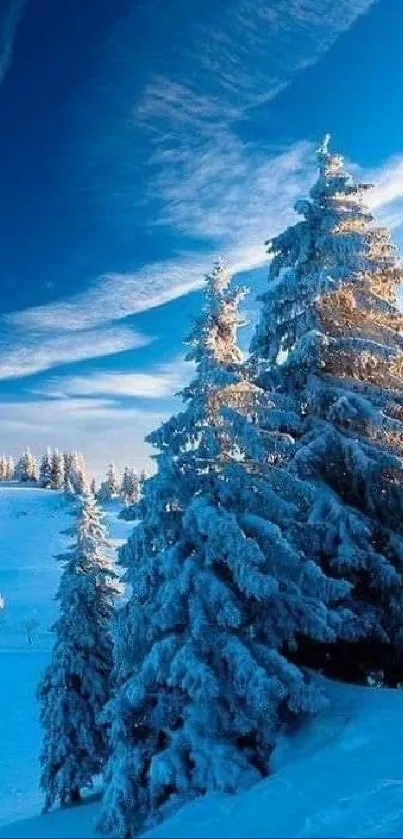 Snow-covered forest under a vibrant blue sky.