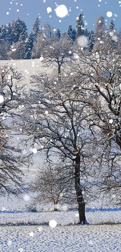 Snow-covered trees in a serene winter landscape with a clear sky.
