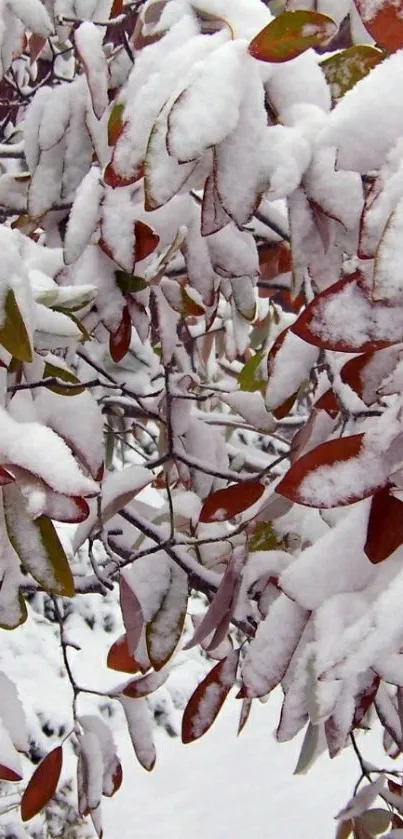 Snow-covered leaves wallpaper for mobile.