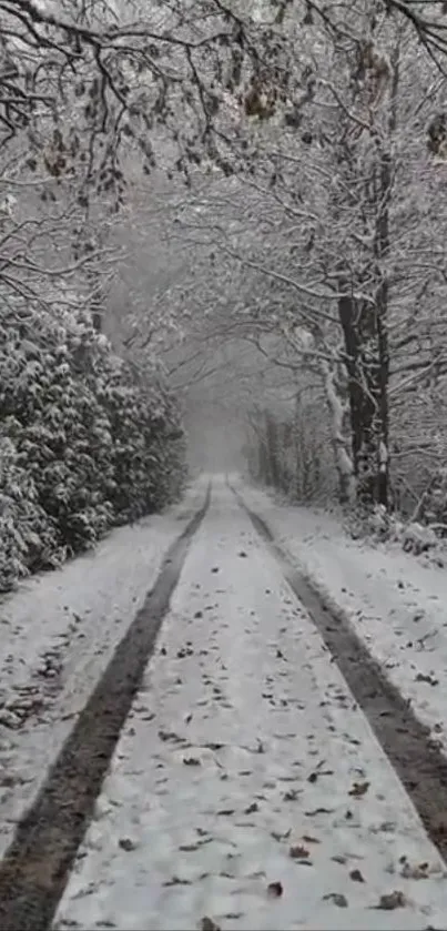 Snow covered path through winter forest.