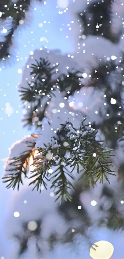 Snow-covered pine branch against a light blue sky with gentle moonlight.