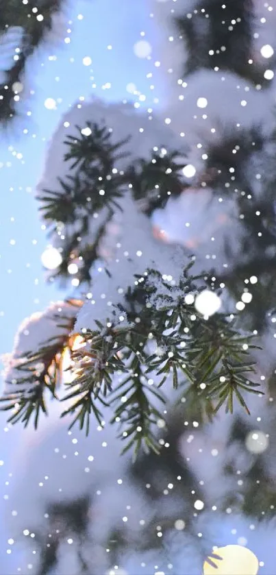 Snow-covered pine branches with falling snowflakes.