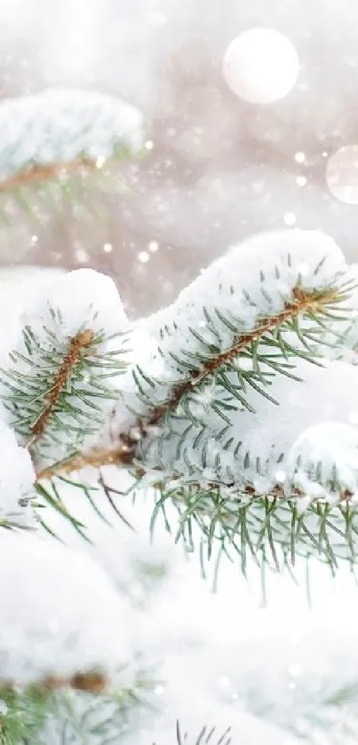 Close-up of snow-frosted pine branches in winter.