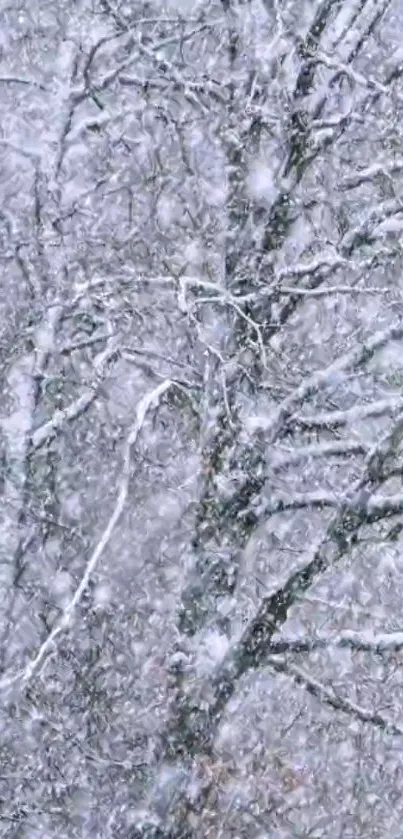 Snowy branches on a tree in winter with heavy snowfall.