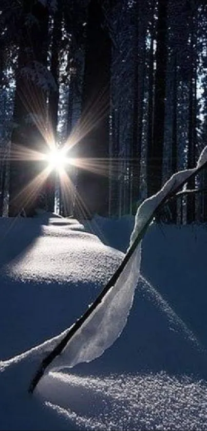 Sunlit winter forest with snow and trees casting long shadows.