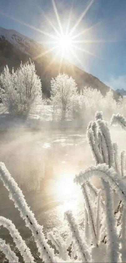 Snowy trees with sunburst on a winter morning landscape.