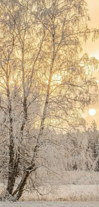 Snowy forest at sunrise with golden sky.