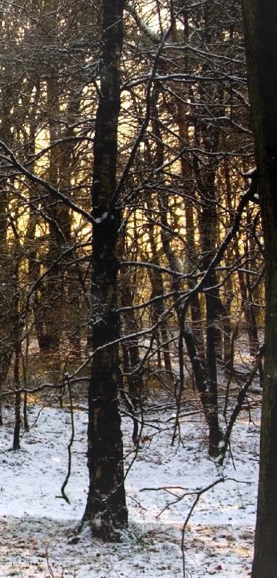 Sunrise in a snow-covered forest with sunlight filtering through trees.