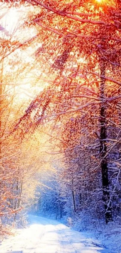 Winter forest sunrise with snow-covered trees and golden sunlight.