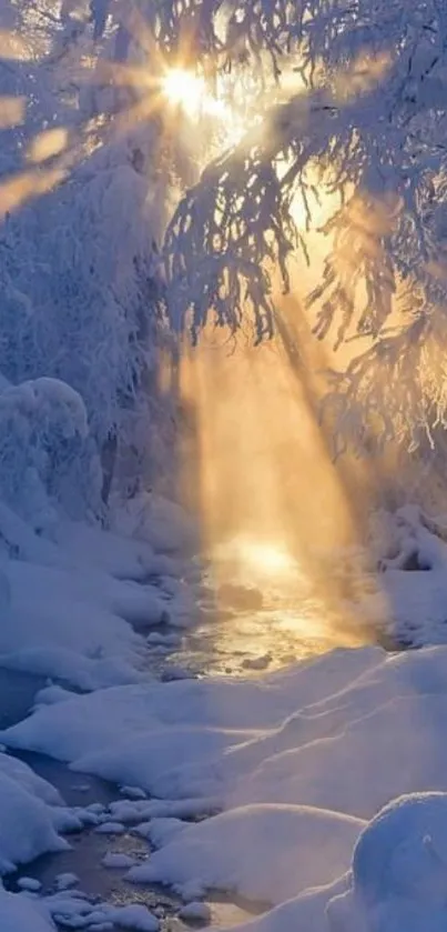 Snowy winter forest with soft sunlight filtering through trees.