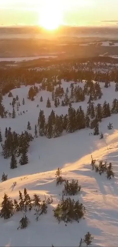 Snow-covered forest at sunrise with golden light.