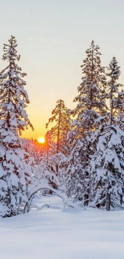 Scenic winter forest at sunrise with snow-laden trees and golden sky.