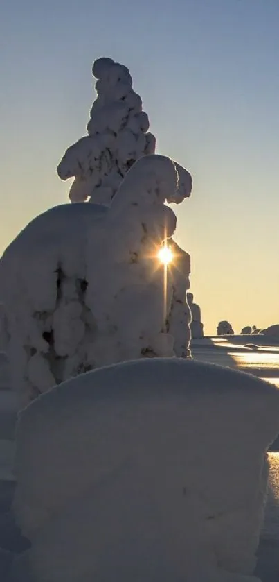 Snow-covered trees with sunrise glow in winter landscape.