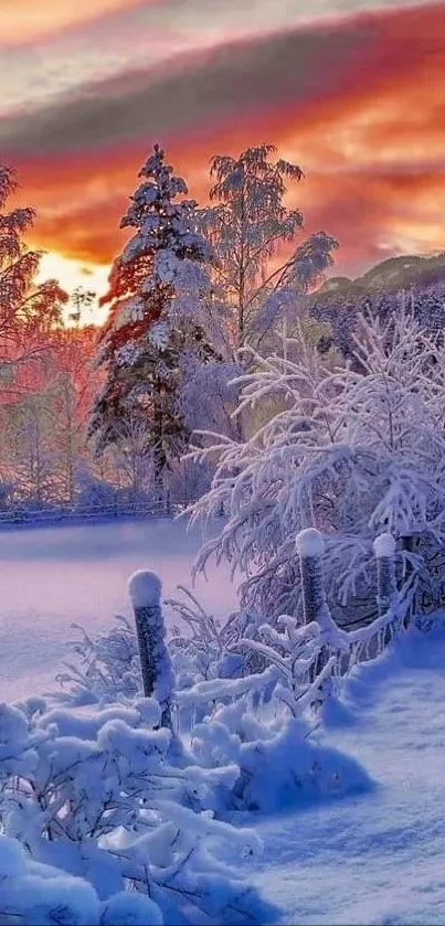 Vibrant winter sunset with snow-covered trees and an orange sky.