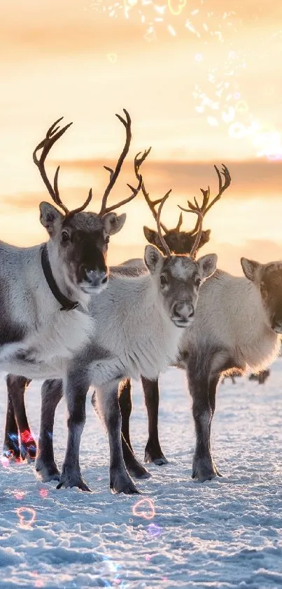 Reindeer in snowy landscape at sunset.