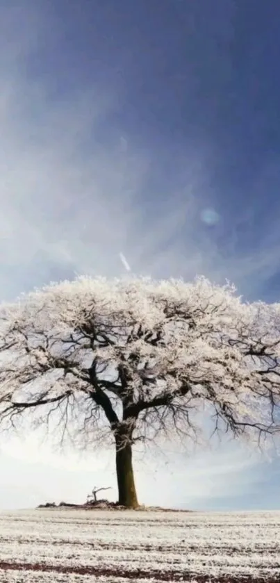 Solitary winter tree in a frosted field under a blue sky.