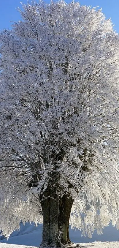 Snow-covered tree with blue sky backdrop.