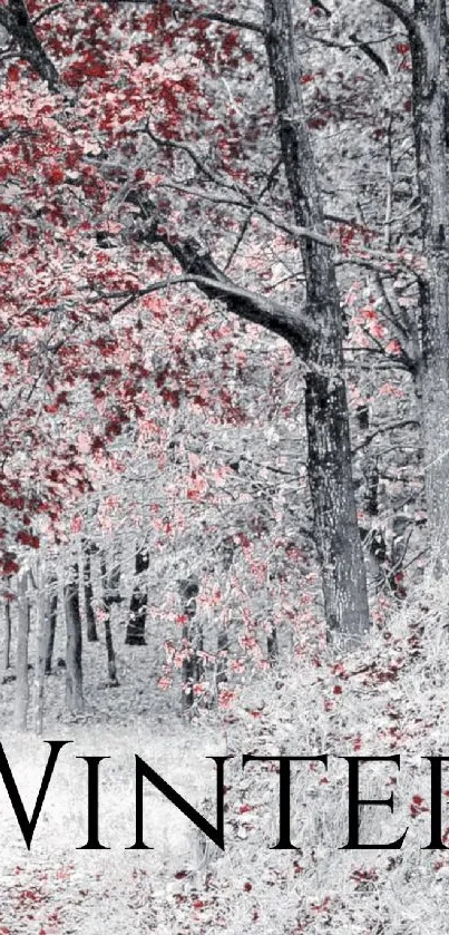 Gray winter trees with red leaves.