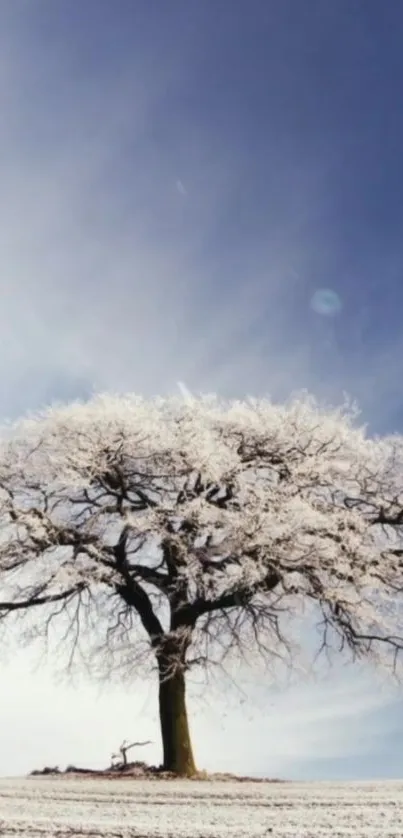 A majestic tree with snow under a clear blue sky, perfect for a serene mobile wallpaper.