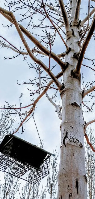 Winter tree with bird feeder against blue sky.