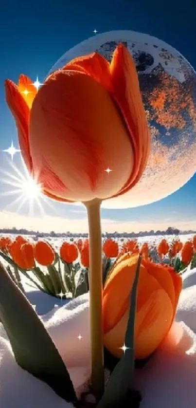 Orange tulips in snow with sun and moonlit sky.