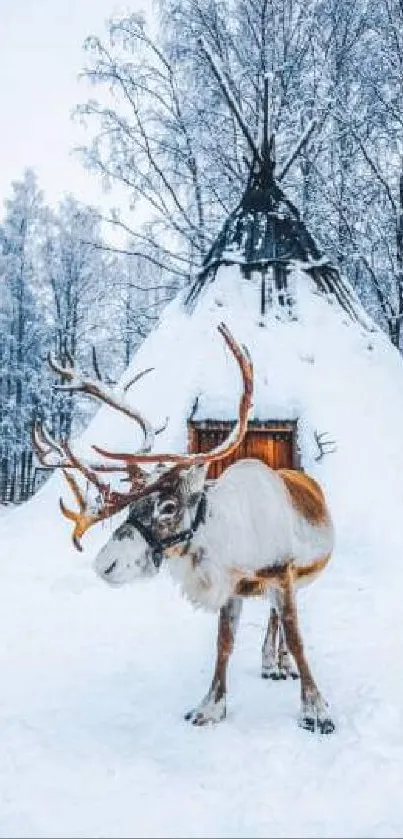 Majestic reindeer in snowy landscape with tent.