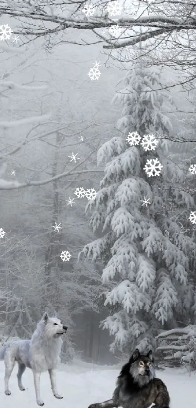 Two wolves in a snowy forest, framed by trees, in winter scene.