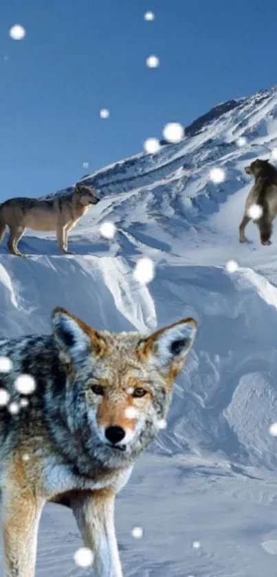 Wolves on snowy mountains with falling snowflakes.