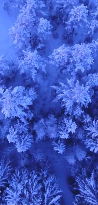 Aerial view of a snow-covered forest with blue hues.