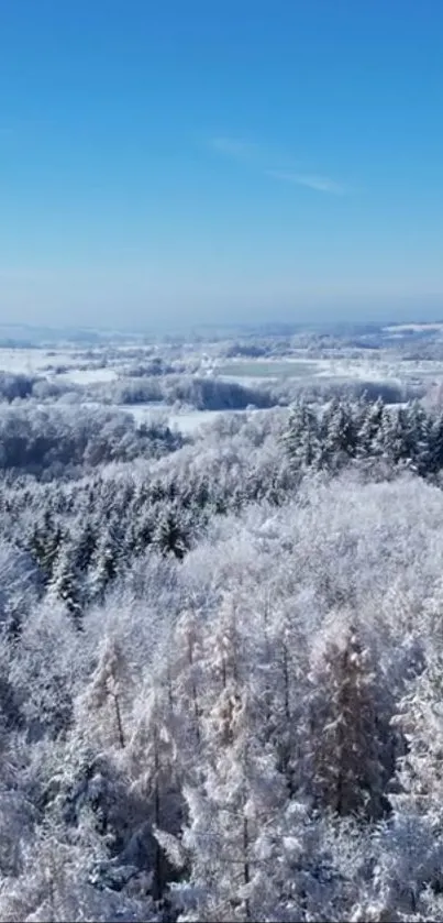 Aerial view of a snowy winter forest under a clear blue sky.