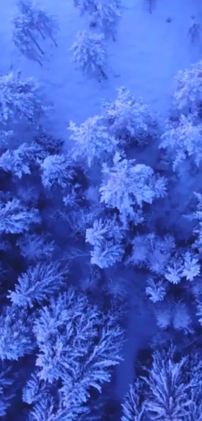 Aerial view of snowy forest creating a serene winter landscape.